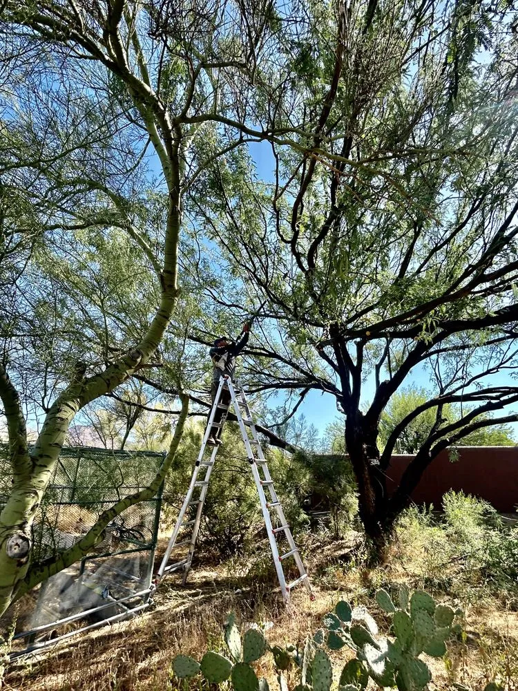 Top-rated lawn care service experts serving Marana, AZ - Hercs Works