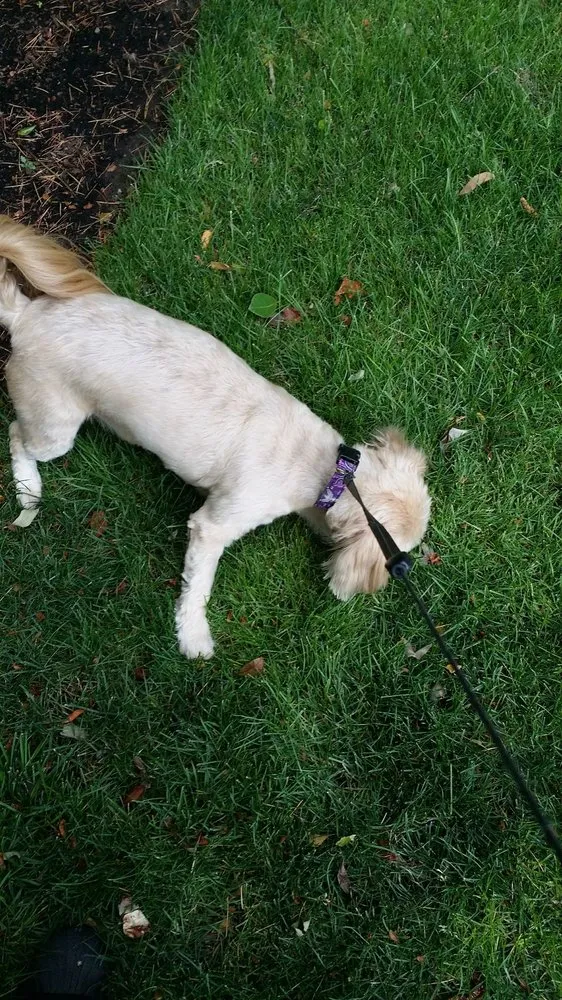 Professional lawn mowing service for year-round maintenance in Springfield, MO by Here to Help Lawn Mowing