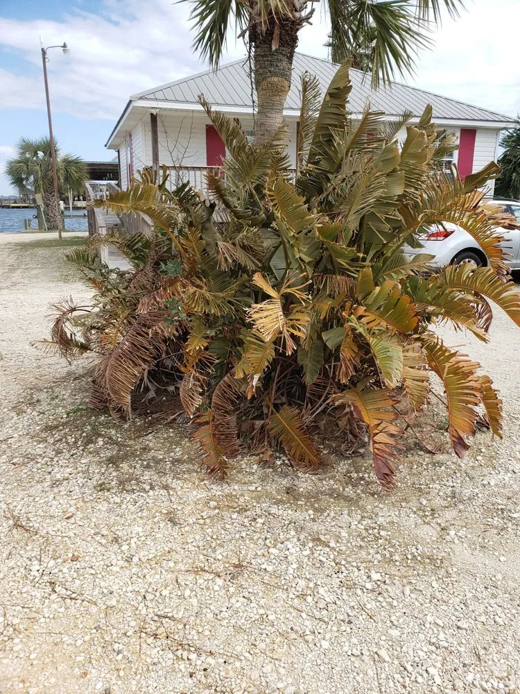 Top-rated yard maintenance experts serving Dauphin Island, AL - Here We Mow Again