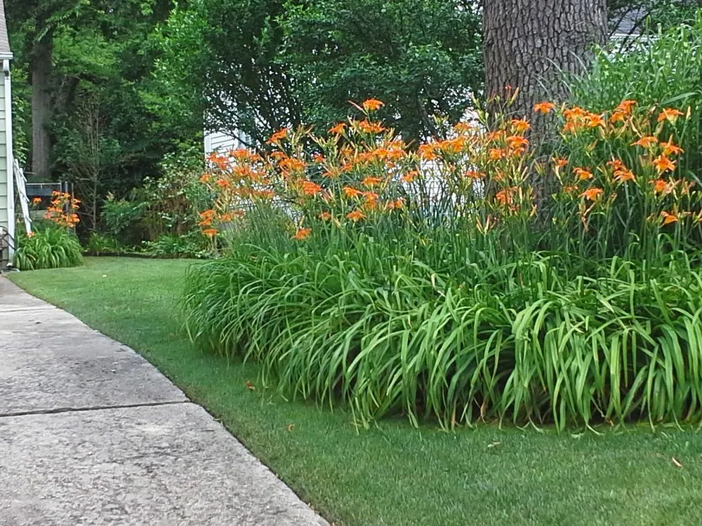 Expert landscaping services for year-round maintenance across Dauphin Island, AL - Here We Mow Again