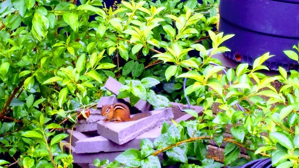 Reliable outdoor landscaping for year-round maintenance in Dauphin Island, AL by Here We Mow Again