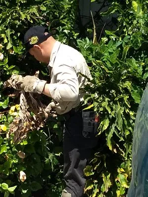 Heredias Pest Solutions Logo