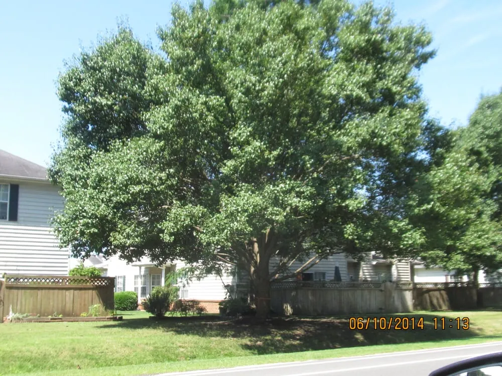 Reliable yard cleanup service in Poquoson, VA by Heritage Gardens Tree and Lawn Care