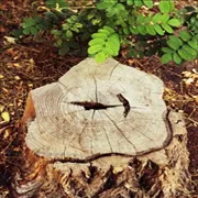 Expert landscaping services for residential properties in Poquoson, VA by Heritage Gardens Tree and Lawn Care