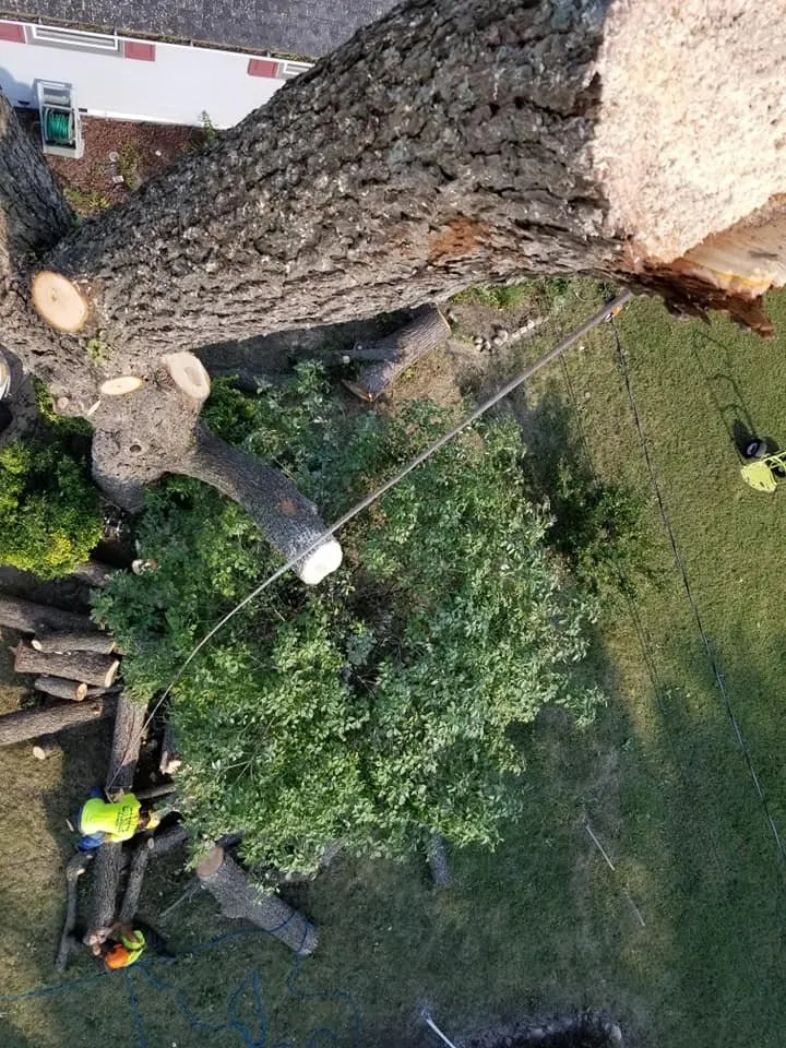 Expert lawn mowing service for beautiful yards across Poquoson, VA - Heritage Gardens Tree and Lawn Care