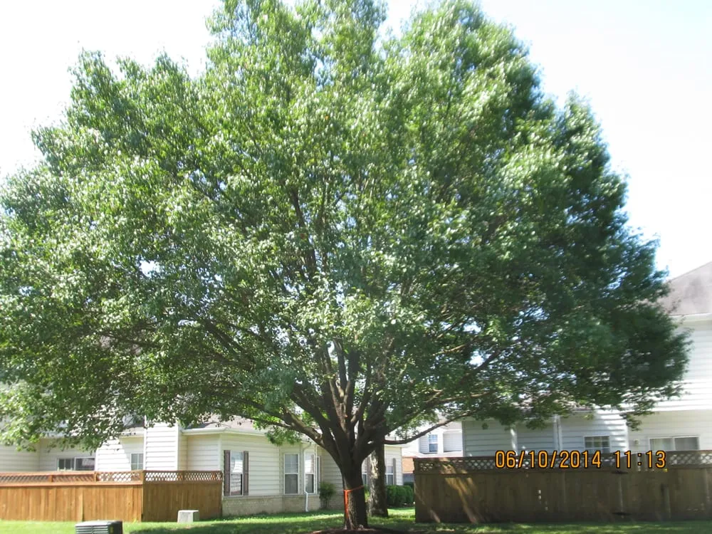 Affordable landscaping services experts serving Poquoson, VA - Heritage Gardens Tree and Lawn Care