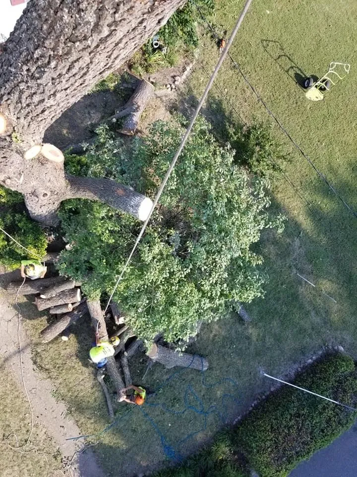 Affordable yard cleanup service experts serving Poquoson, VA - Heritage Gardens Tree and Lawn Care