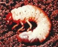 Expert garden landscaping experts serving Olathe, KS - Heritage Lawns & Irrigation