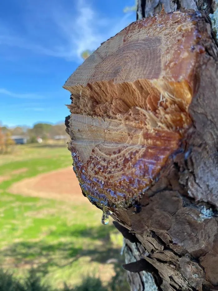 Reliable landscape installation in Bowdon, GA - Heritage Tree & Landworks