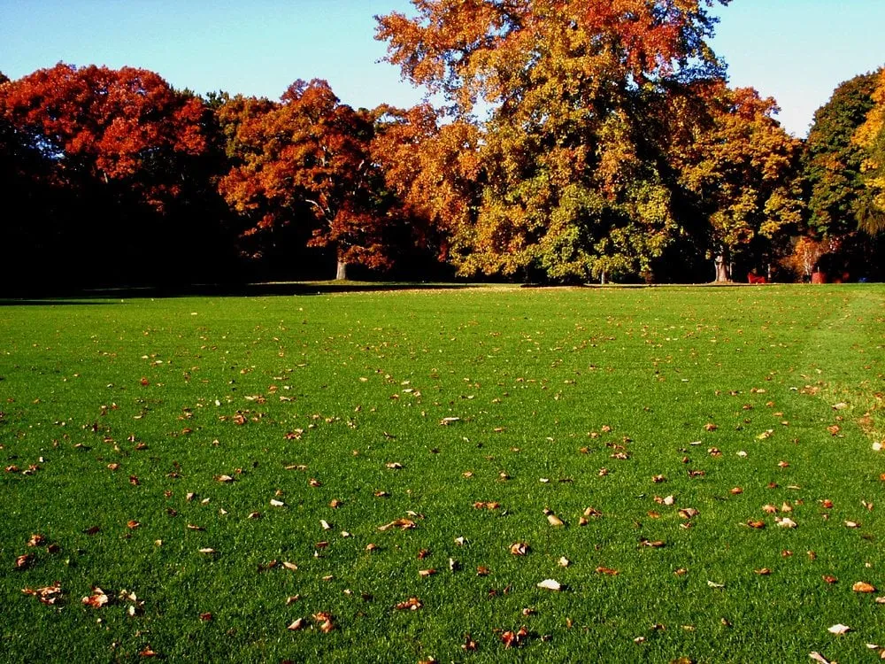 Affordable lawn care service experts serving Huntington, NY - Hermann Lindau & Son