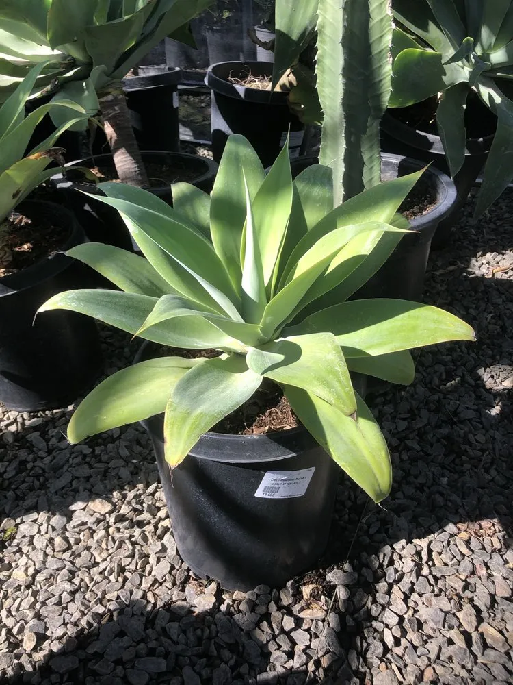 Top-rated lawn care service for year-round maintenance across San Rafael, CA - Hermelindo Landscaping