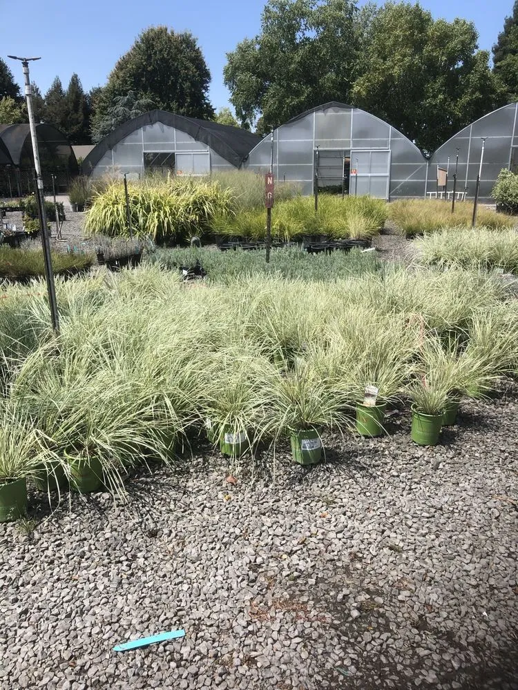 Professional landscaping services experts serving San Rafael, CA - Hermelindo Landscaping