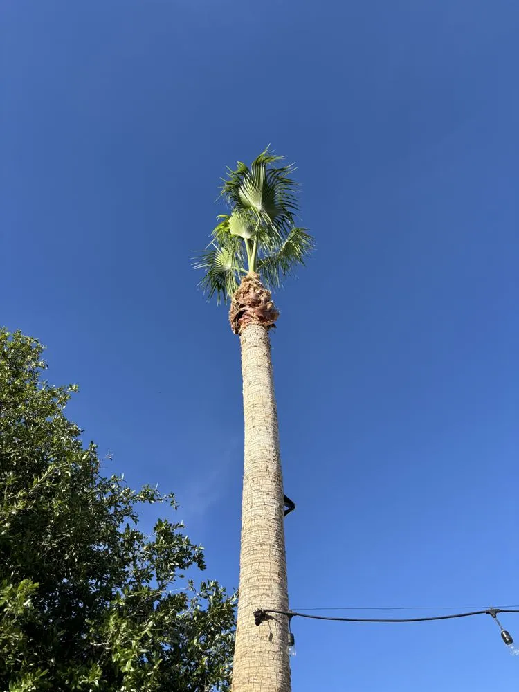 Trusted residential landscaping in Mesa, AZ - Hermi Garcia Landscaping