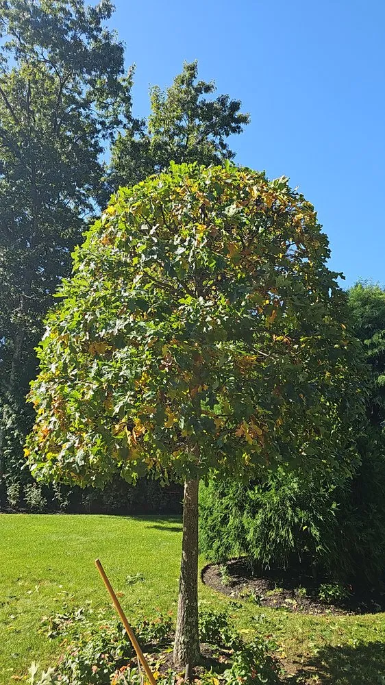 Top-rated landscaping services experts serving Providence, RI - Herminio A estrada landscaping