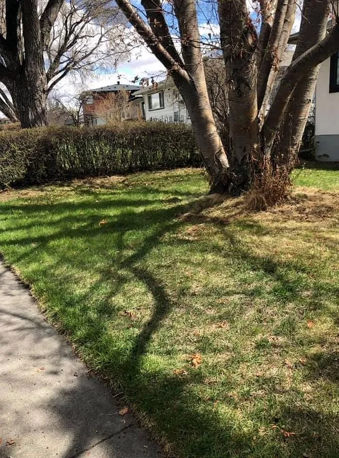 Professional lawn care service experts serving Los Angeles, CA - Hermon Lawn Care