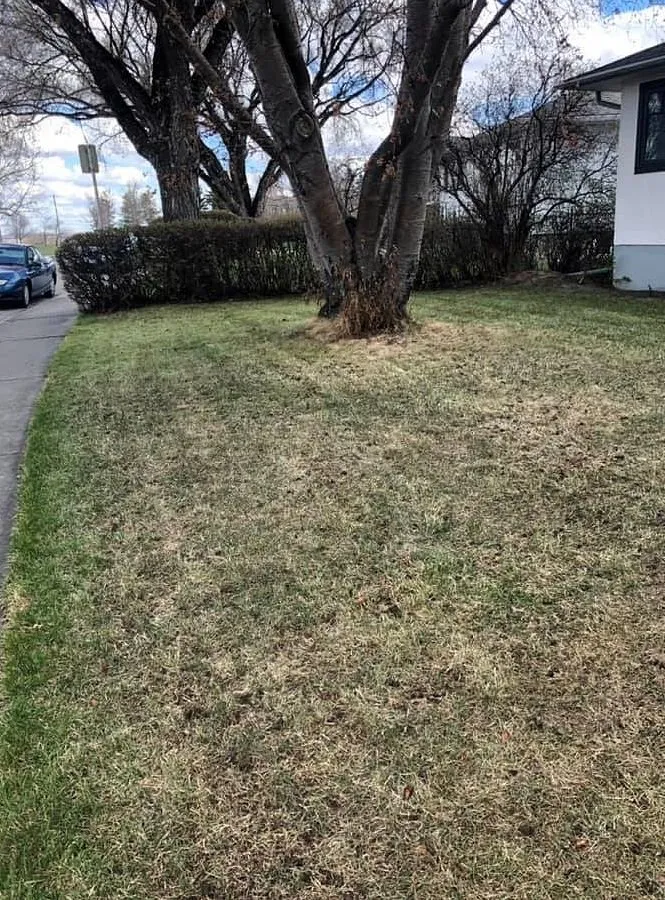 Local lawn care service for homes in Los Angeles, CA by Hermon Lawn Care