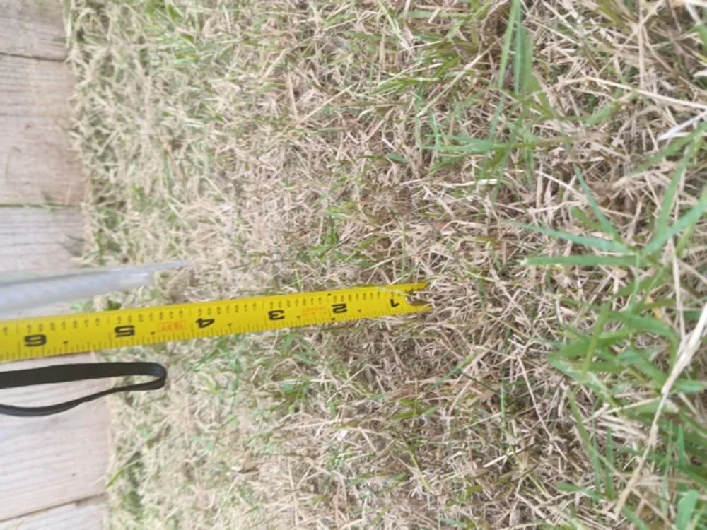 Custom lawn care service experts serving Lubbock, TX - Hernandez & company's