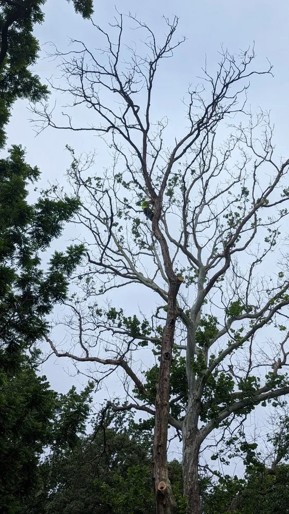 Top-rated outdoor landscaping in Accokeek, MD by Hernandez Complete Tree Services