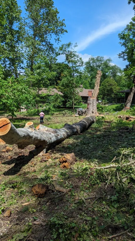 Expert yard cleanup service in Accokeek, MD - Hernandez Complete Tree Services