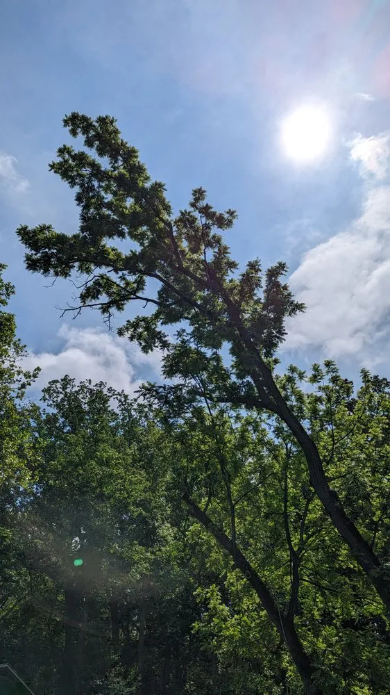 Expert yard maintenance near you across Accokeek, MD - Hernandez Complete Tree Services