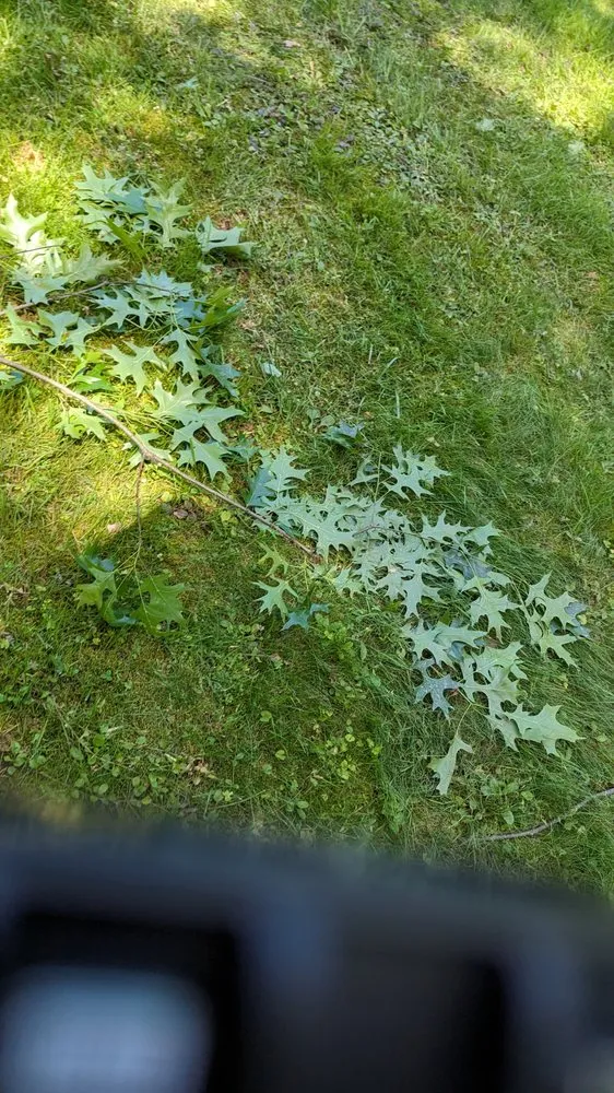 Local residential landscaping in Accokeek, MD - Hernandez Complete Tree Services