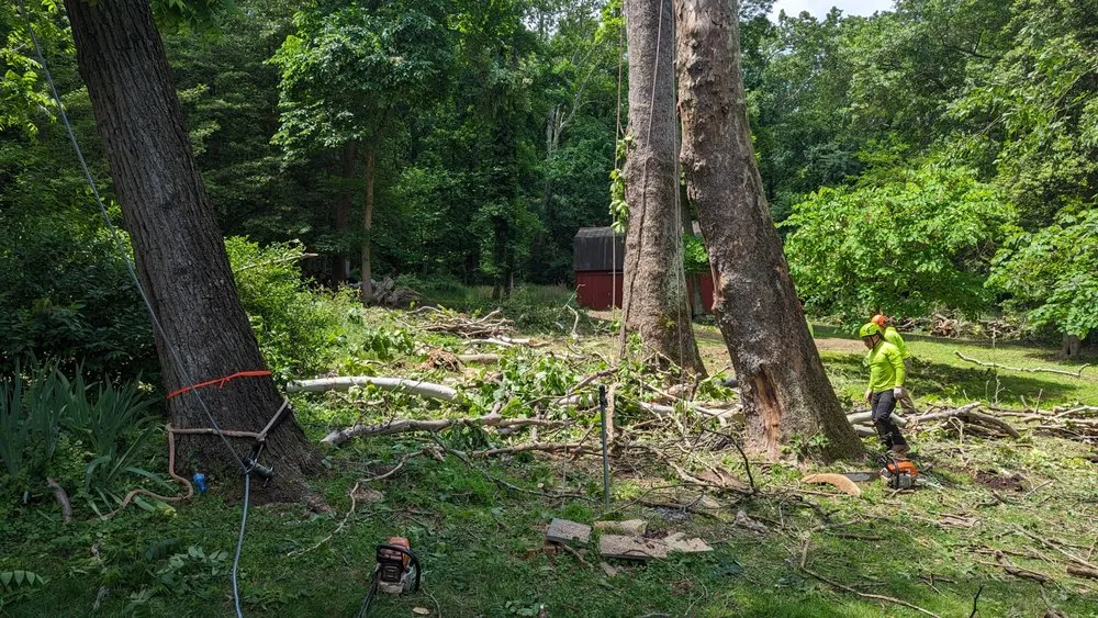Affordable yard cleanup service experts serving Accokeek, MD - Hernandez Complete Tree Services