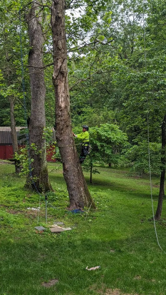 Trusted yard maintenance with custom design across Accokeek, MD - Hernandez Complete Tree Services
