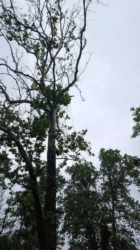 Top-rated lawn mowing service for outdoor upgrades across Accokeek, MD - Hernandez Complete Tree Services