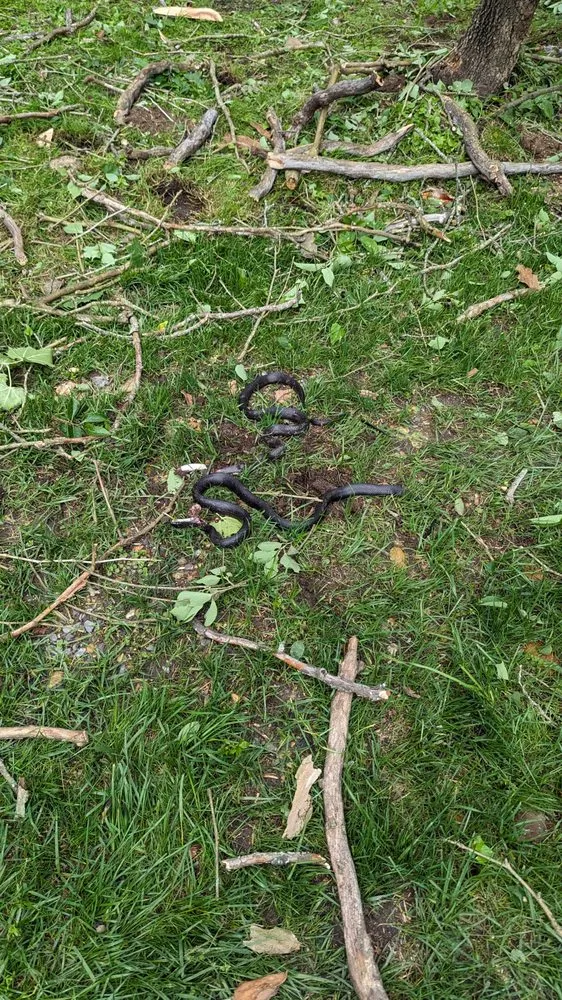 Affordable yard maintenance in Accokeek, MD by Hernandez Complete Tree Services