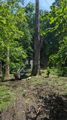 Hernandez Complete Tree Services