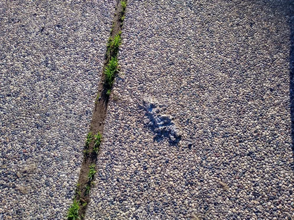 Trusted yard maintenance in San Jose, CA by Hernandez Garden Service