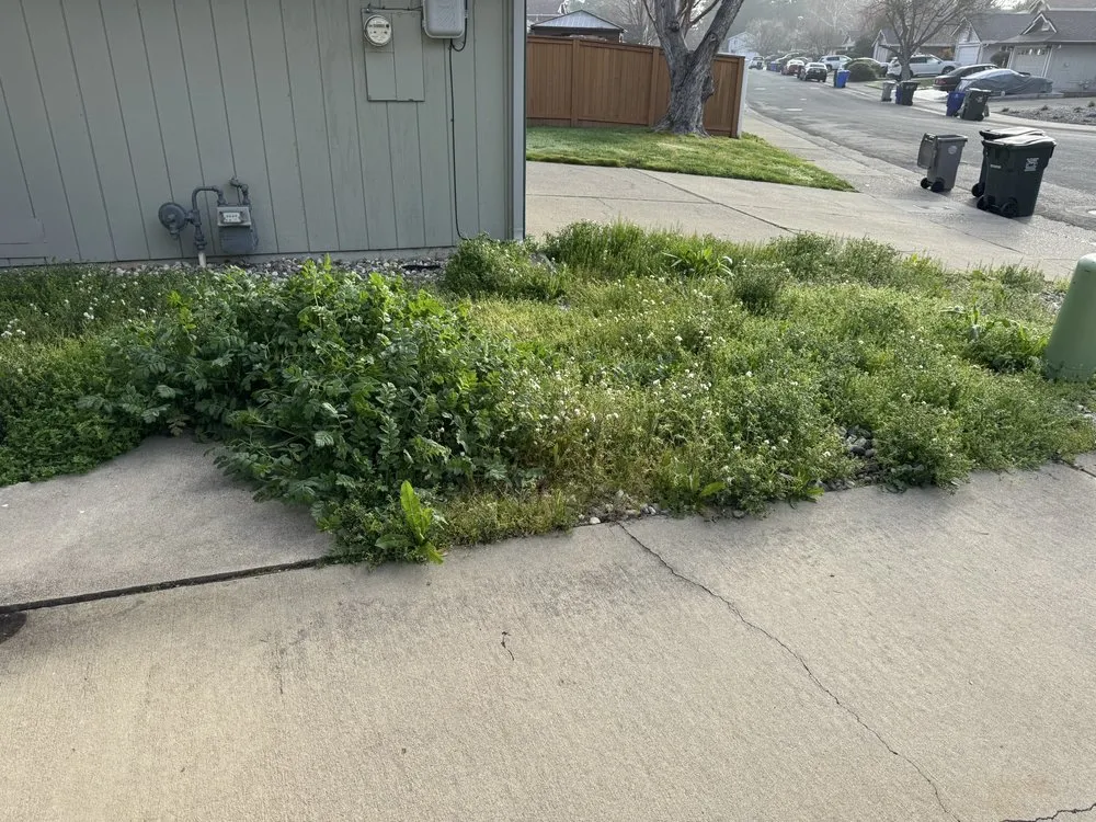 Reliable yard cleanup service in West Sacramento, CA - Hernandez Gardening