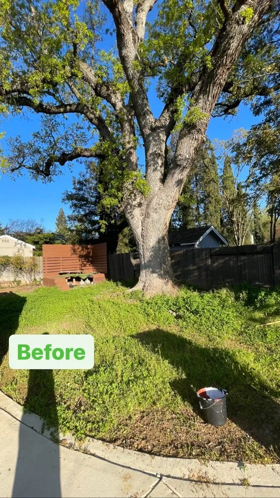 Custom landscaping services in West Sacramento, CA - Hernandez Gardening
