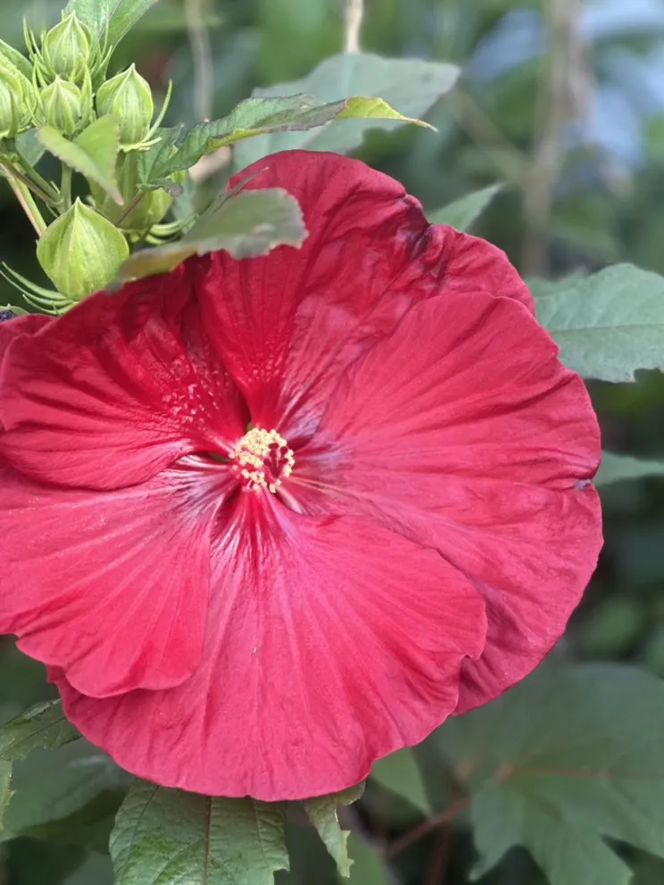 Reliable lawn mowing service in Thunderbolt, GA by Hernandez Group Clean Services