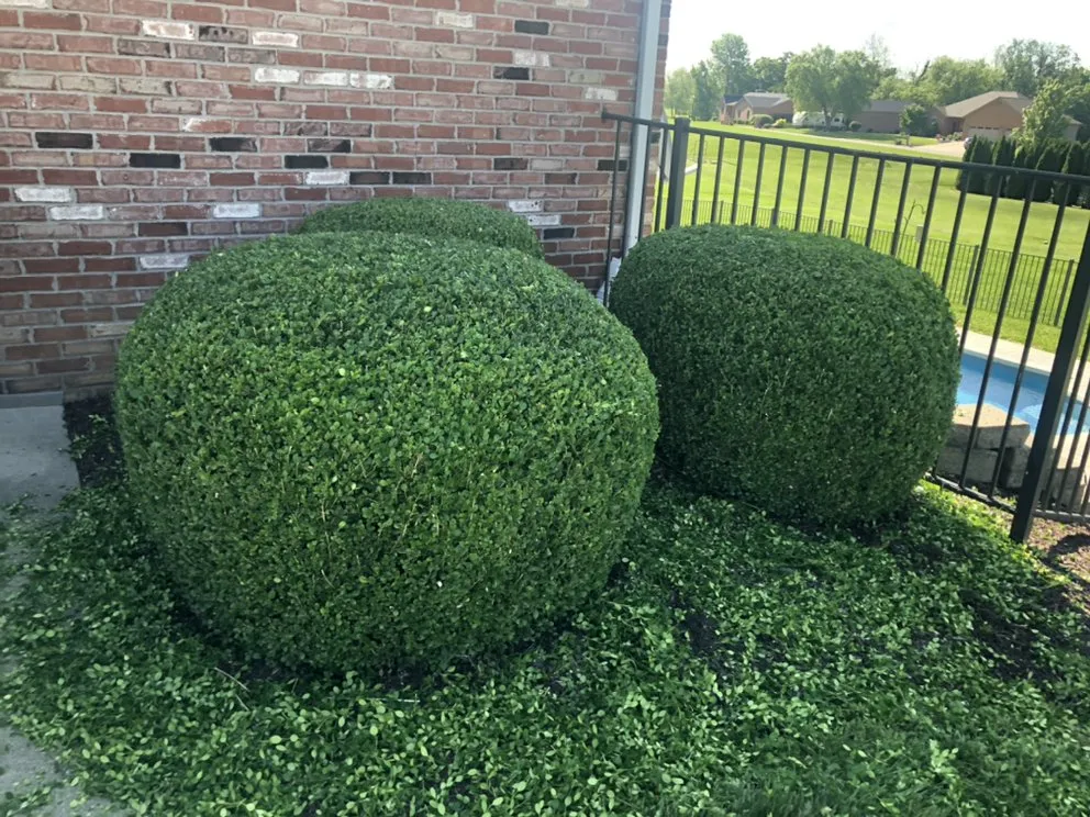 Professional residential landscaping in Collinsville, IL - Hernandez home improvements