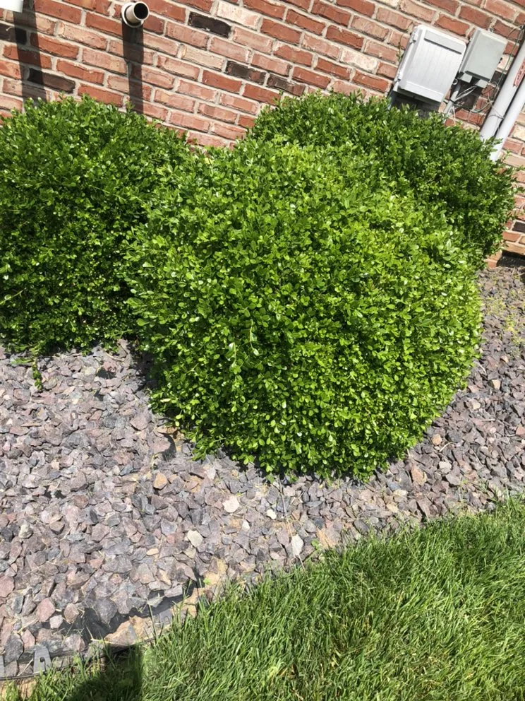 Reliable yard maintenance in Collinsville, IL by Hernandez home improvements