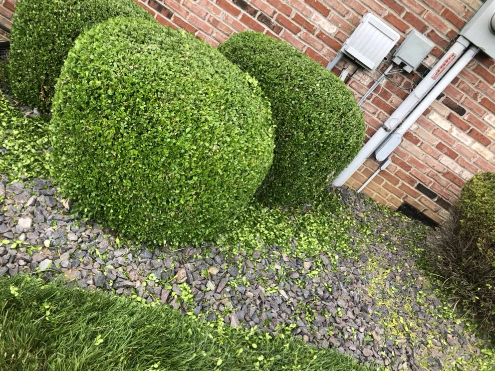 Reliable landscaping services experts serving Collinsville, IL - Hernandez home improvements