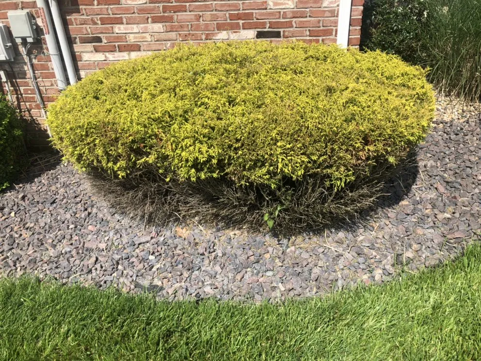 Affordable yard maintenance experts serving Collinsville, IL - Hernandez home improvements