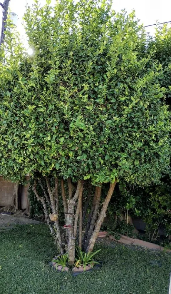 Reliable landscape installation for residential properties across Long Beach, CA - Hernandez Land and Hardscaping