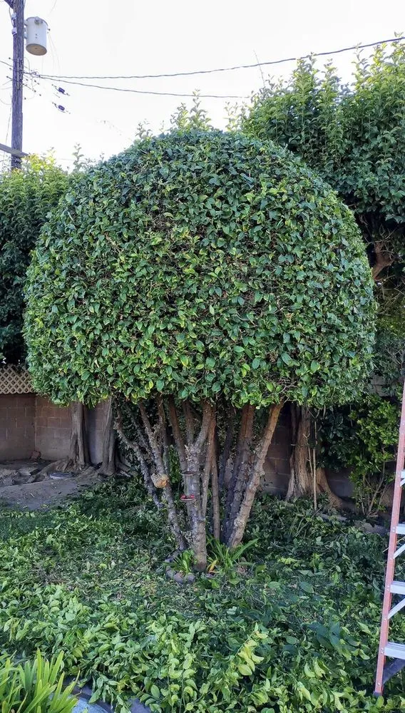 Local lawn mowing service in Long Beach, CA - Hernandez Land and Hardscaping