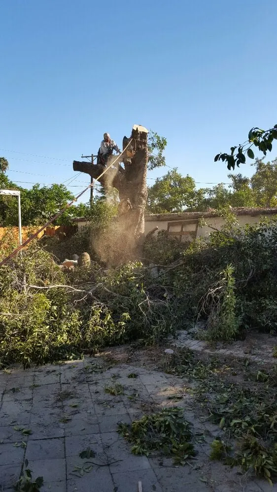 Professional yard maintenance in Los Angeles, CA - Hernandez Landscape