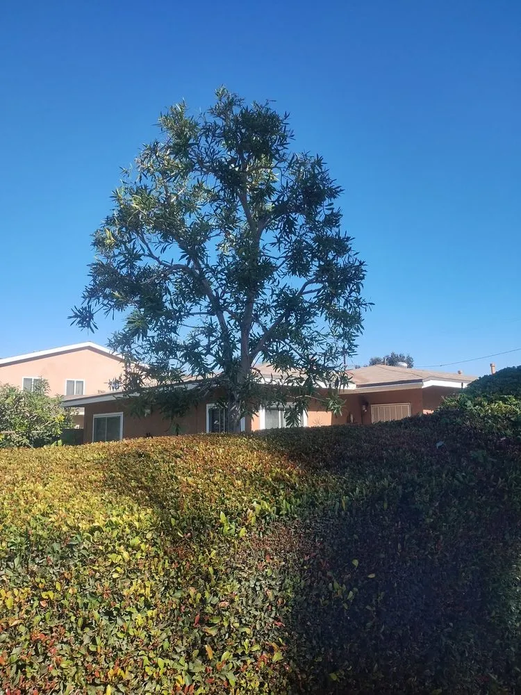 Top-rated yard maintenance experts serving Huntington Beach, CA - Hernandez Landscape Service & Gardening Maintenance