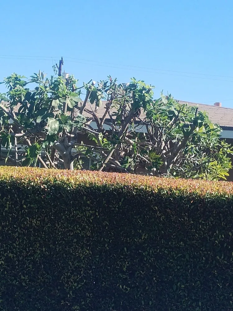 Trusted lawn mowing service experts serving Huntington Beach, CA - Hernandez Landscape Service & Gardening Maintenance