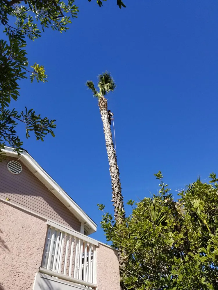 Affordable yard cleanup service in Vista, CA by Hernandez Landscape