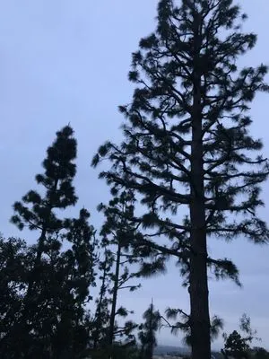 Hernandez Landscapes Logo