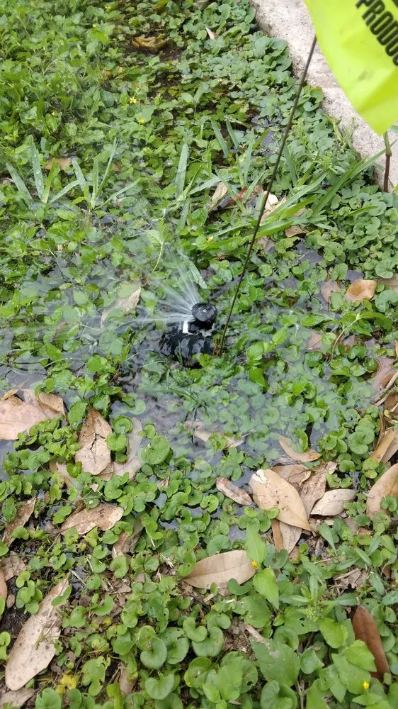 Custom yard maintenance with custom design across Pharr, TX - Hernandez Landscaping & Irrigation System Repair