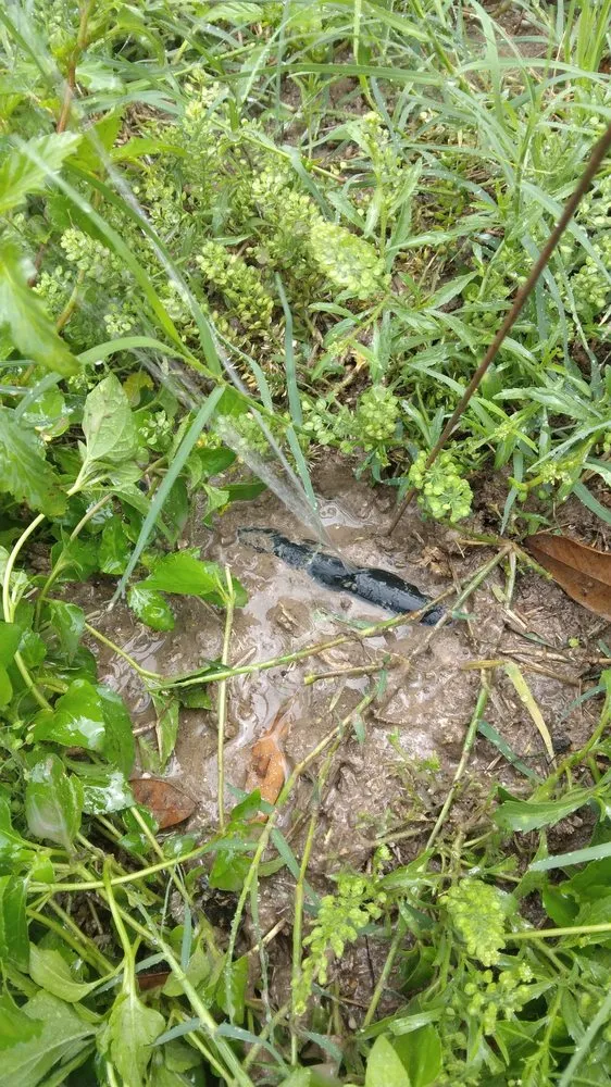 Trusted yard cleanup service in Pharr, TX - Hernandez Landscaping & Irrigation System Repair