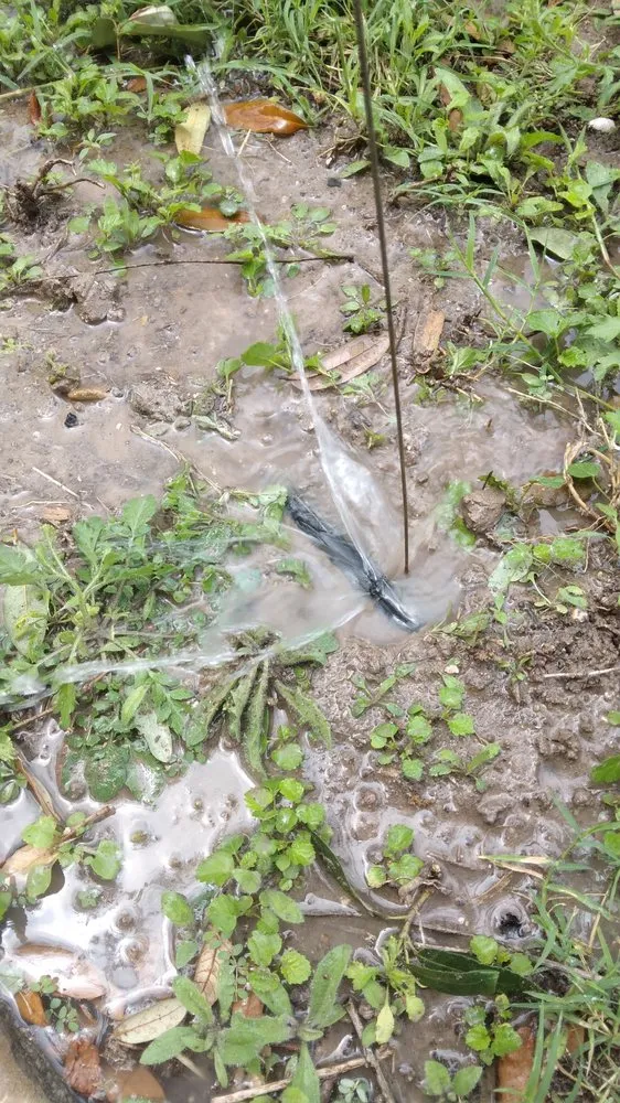 Trusted garden landscaping for year-round maintenance in Pharr, TX by Hernandez Landscaping & Irrigation System Repair