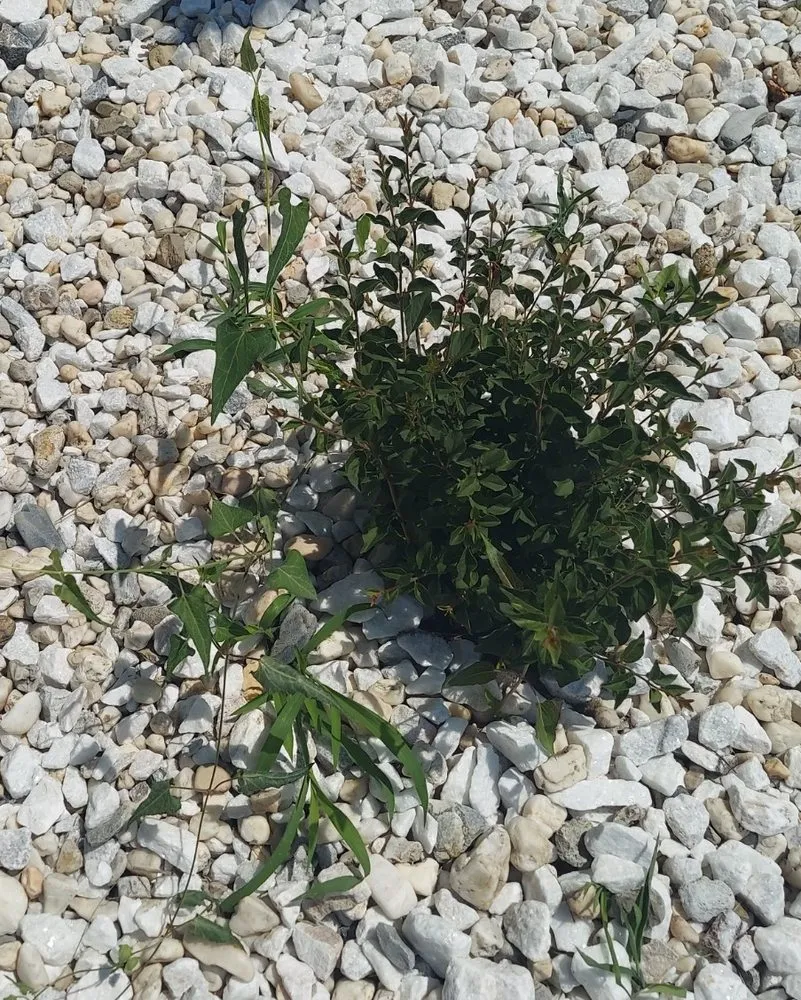 Affordable outdoor landscaping for outdoor upgrades in Lenexa, KS by Hernandez Landscaping & Tree