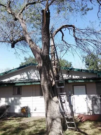 Professional outdoor landscaping in Alice, TX by Hernandez Landscaping